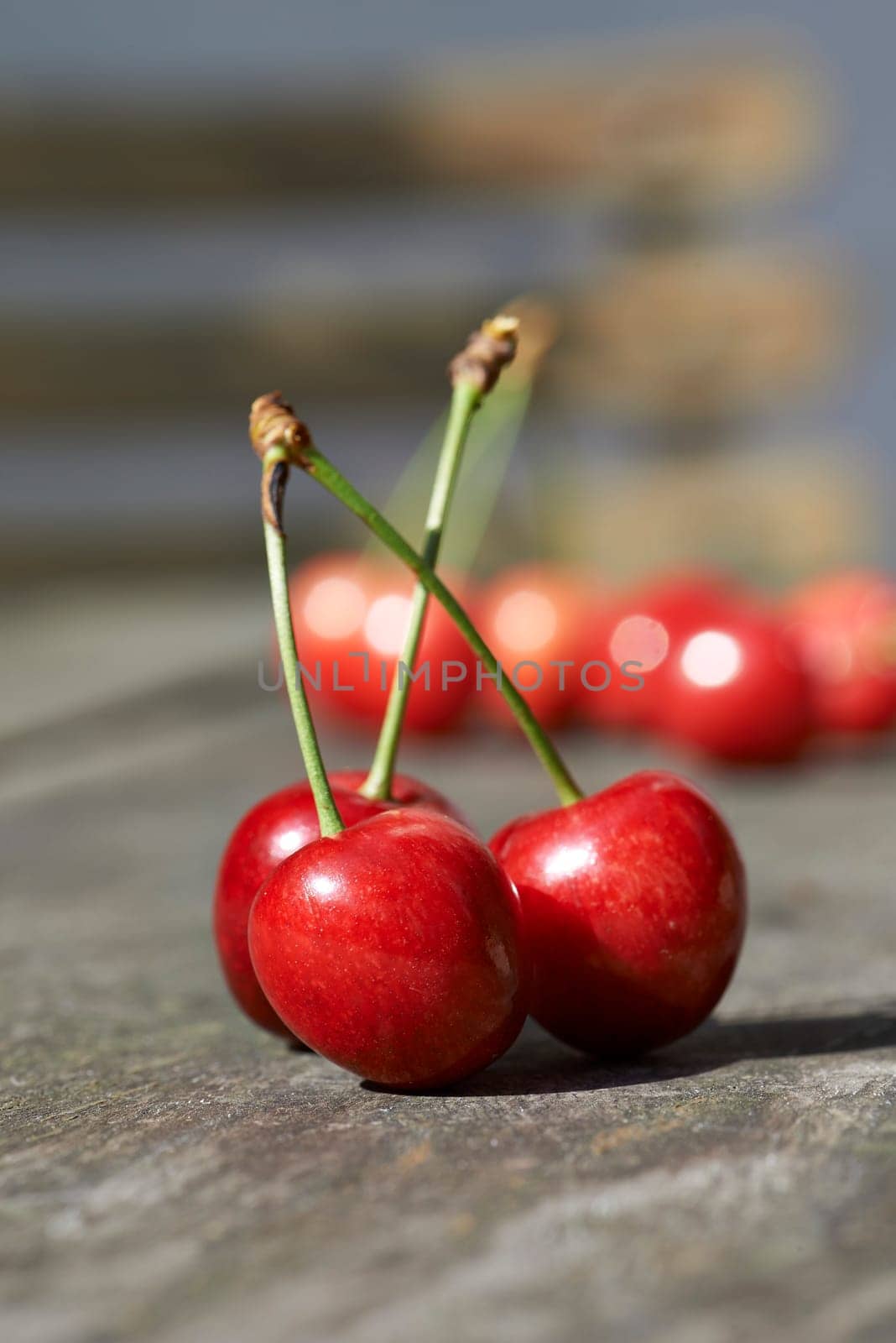 Cherries in the evening light, selective focus