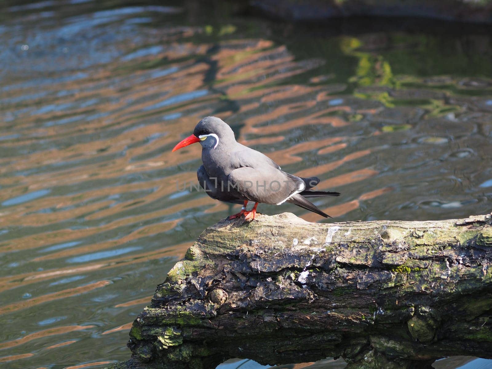 Inca tern
