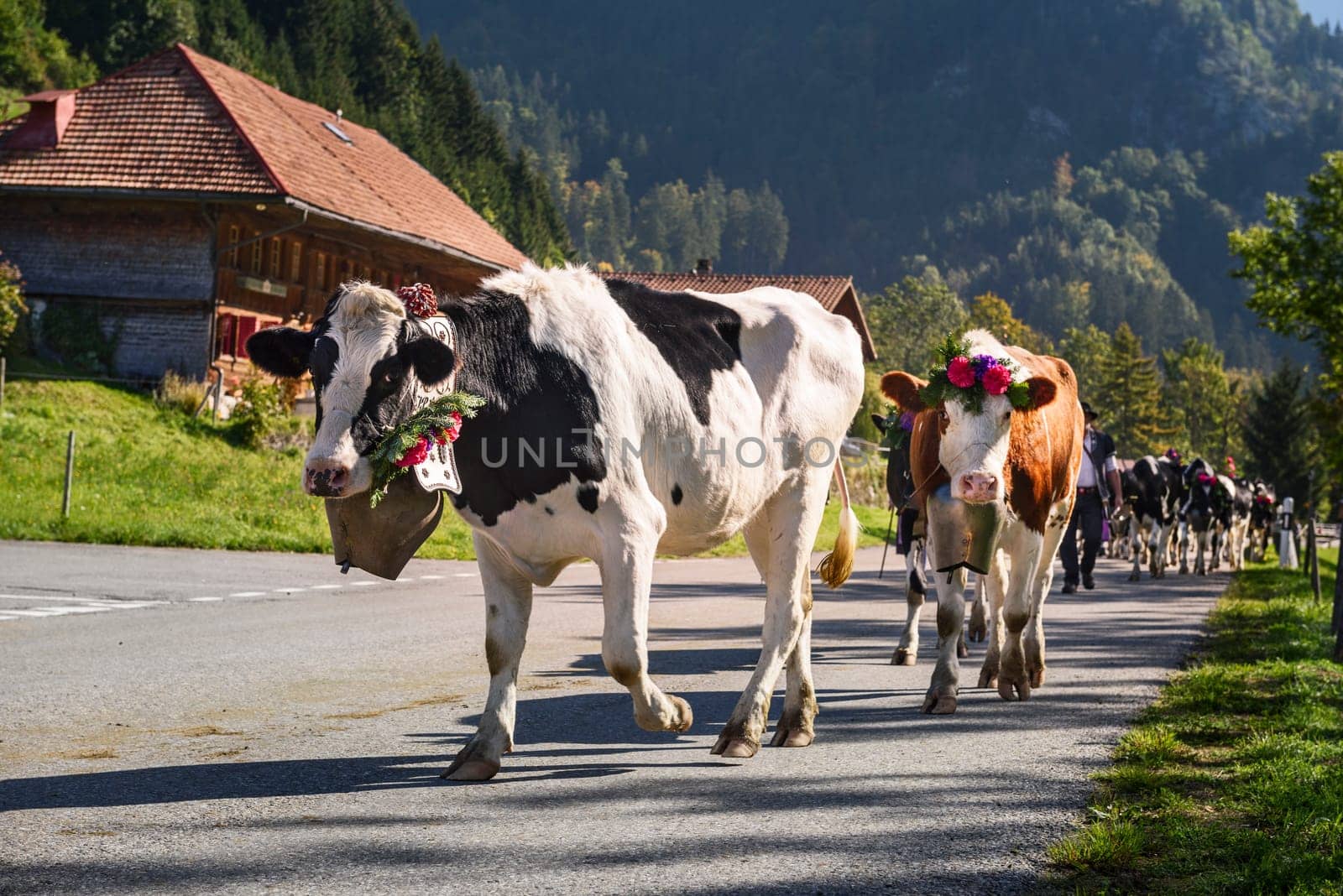 Farmers with a herd of cows on the annual transhumance at Charmey near Gruyeres, Fribourg zone on the Swiss alps