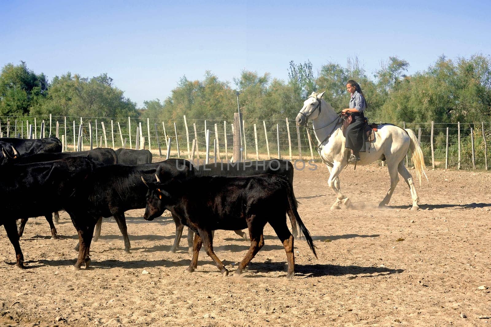 Girl Gardian working a herd of bulls in a herd of Camargue, French region specialized in the breeding bulls.