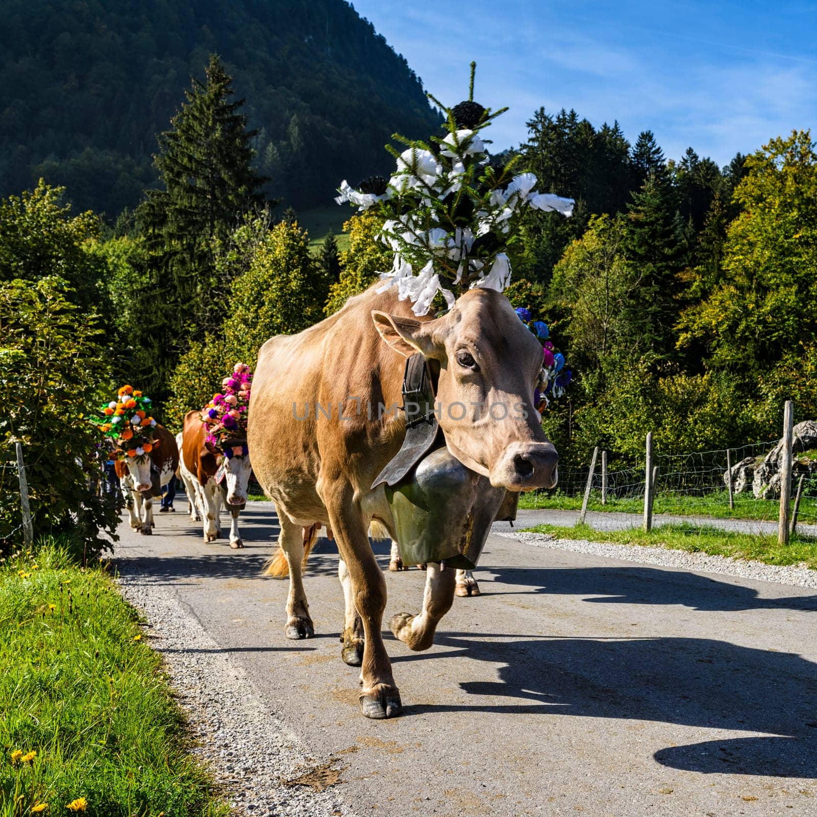 Farmers with a herd of cows on the annual transhumance at Charmey near Gruyeres, Fribourg zone on the Swiss alps