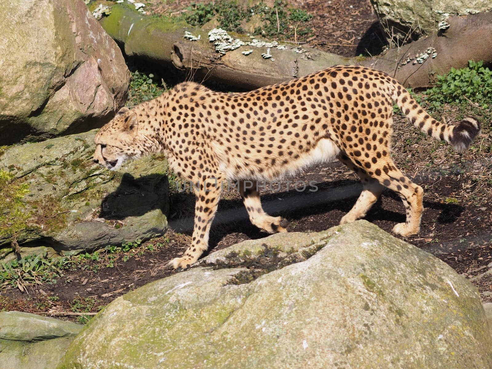 cheetah