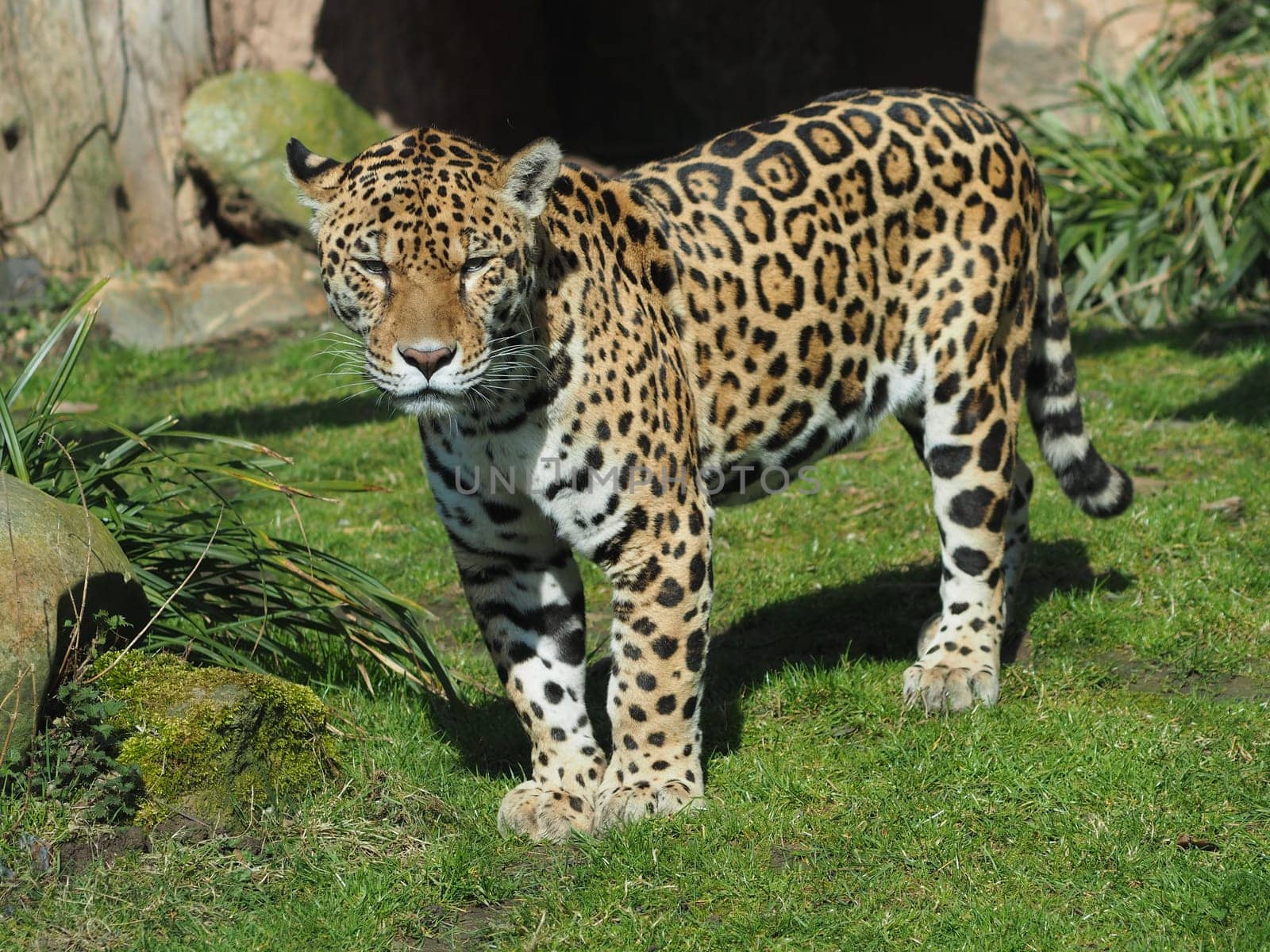 jaguar