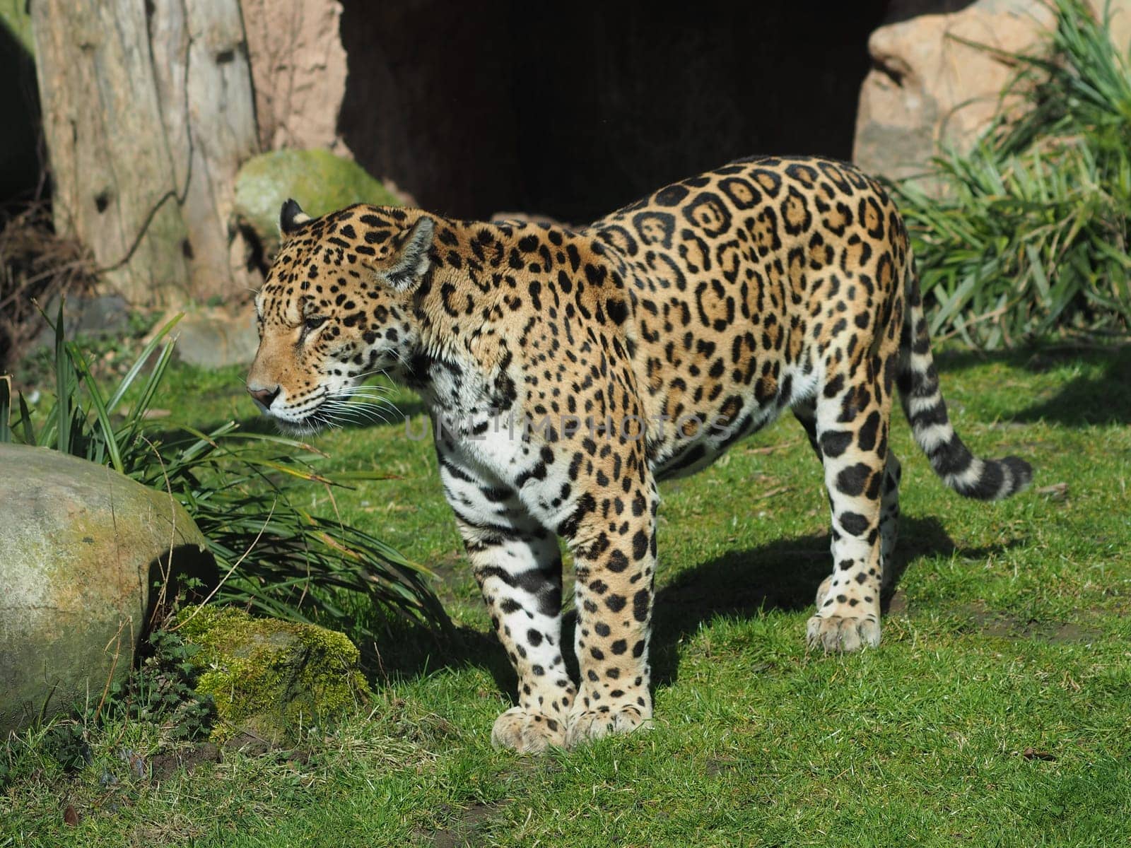 jaguar