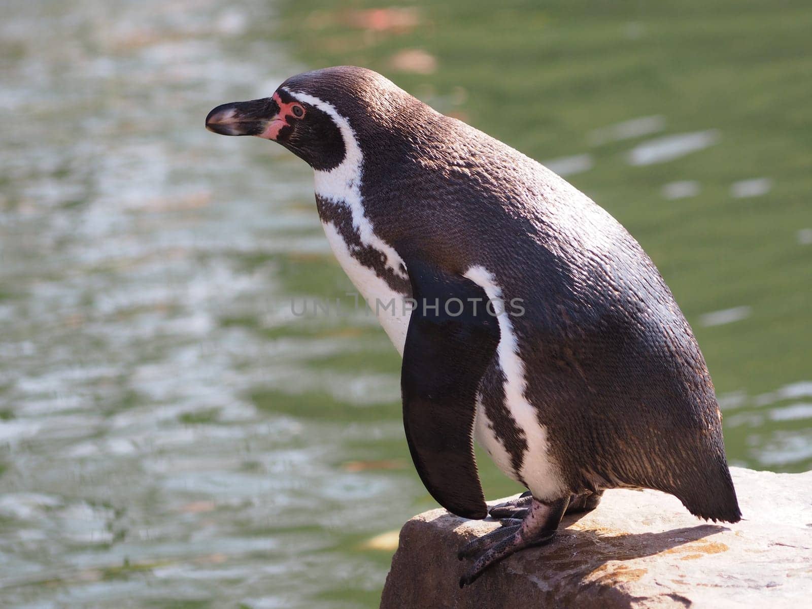 Humboldt penguin