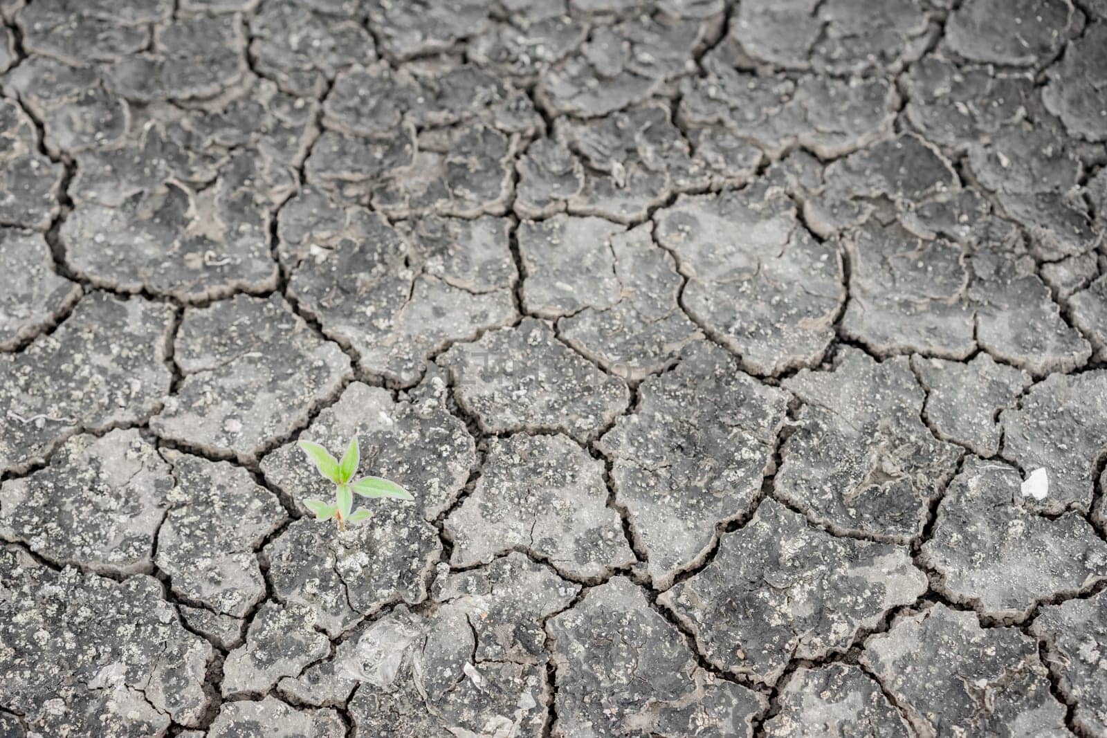 close up cracked clay ground into the dry season