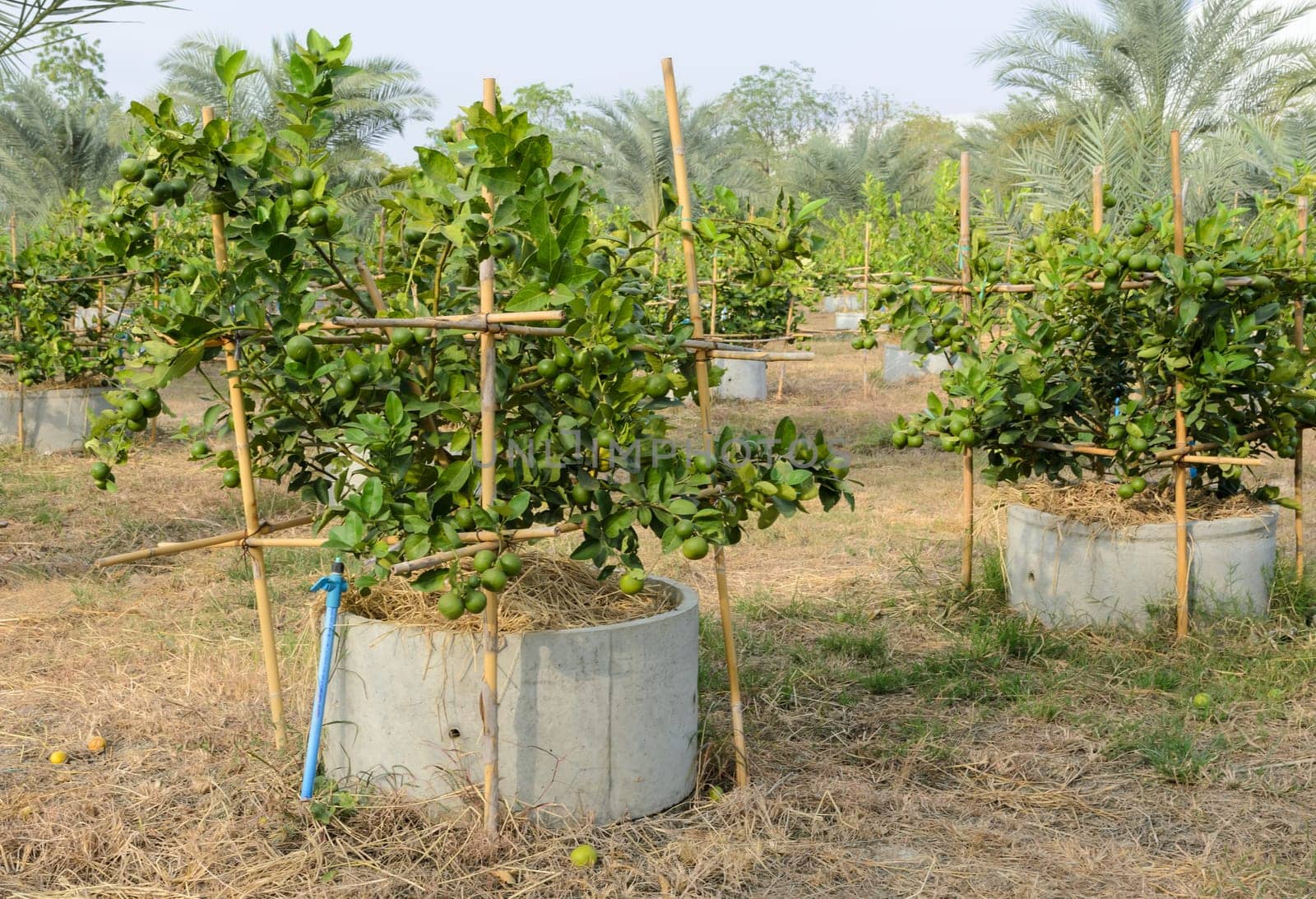 Lime cultivation in concrete pipe