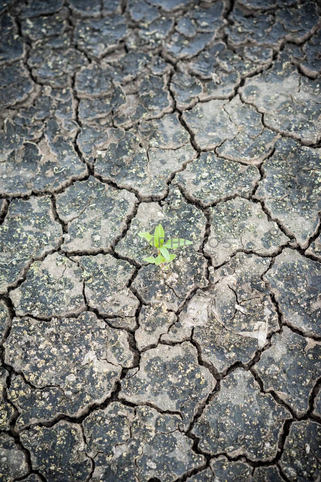 close up cracked clay ground into the dry season