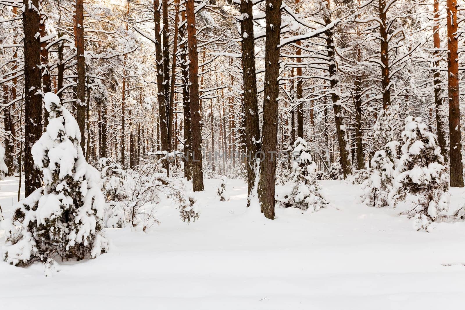 the trees photographed in a winter season.