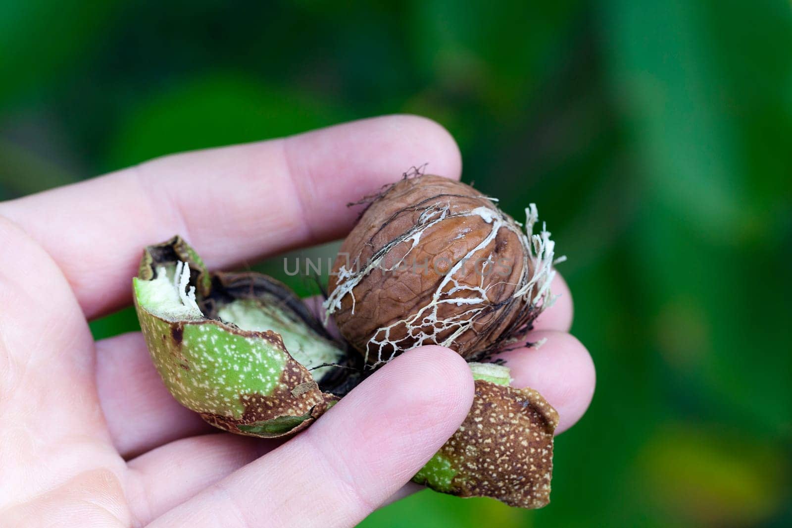 photographed by a close up a walnut tree in an autumn season
