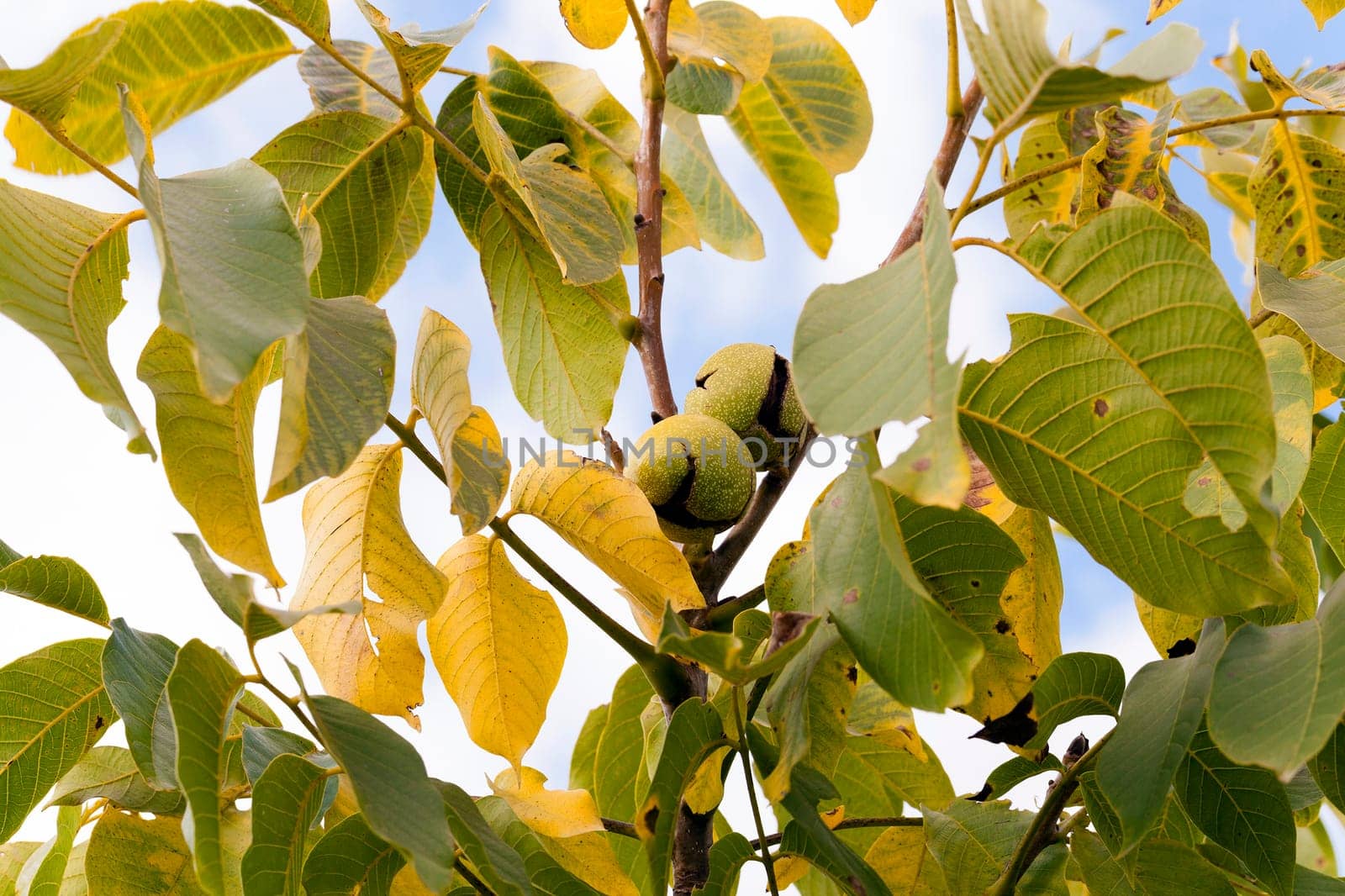 photographed by a close up a walnut tree in an autumn season