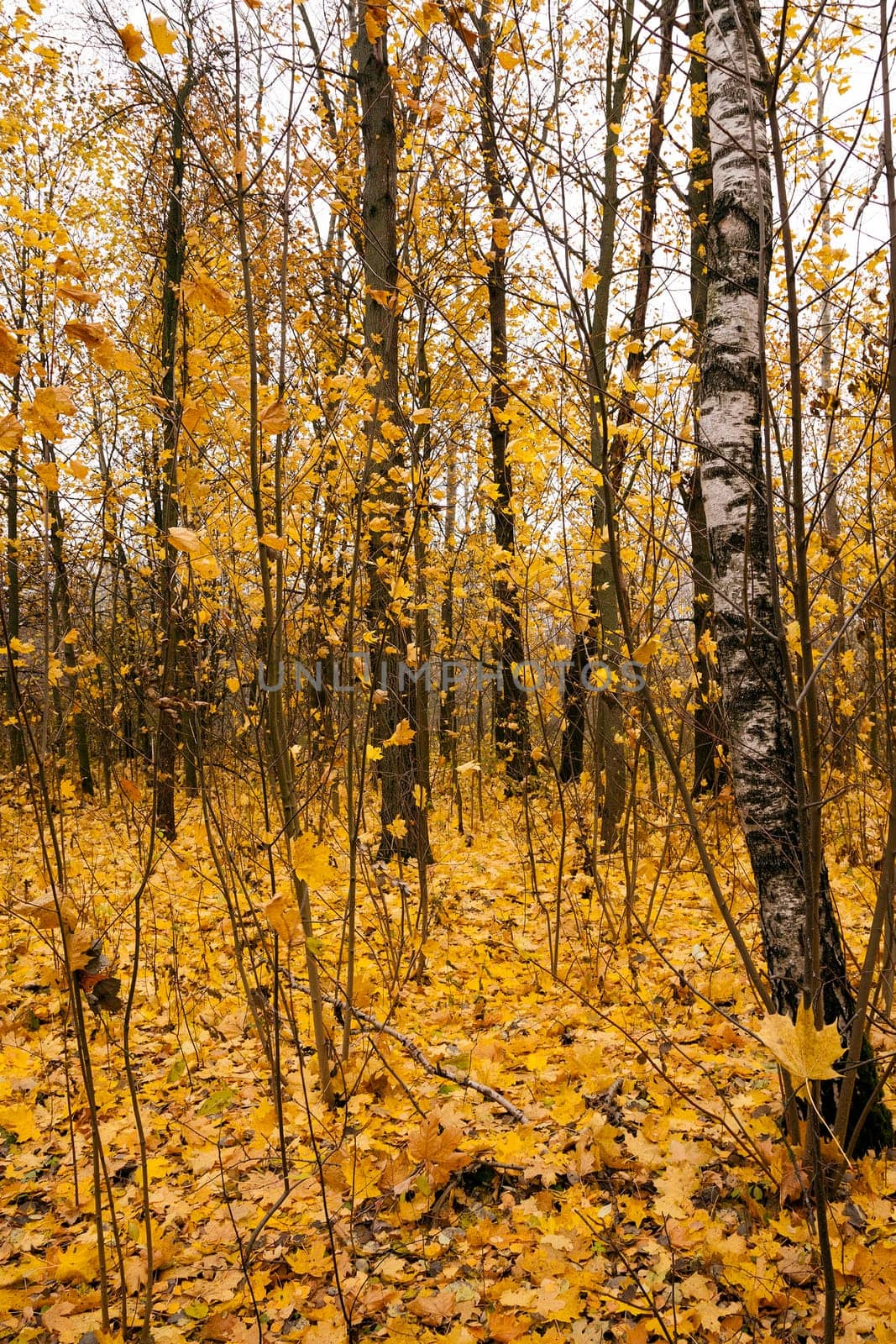 the trees growing in the wood in an autumn season. on the earth the fallen-down yellow foliage lies