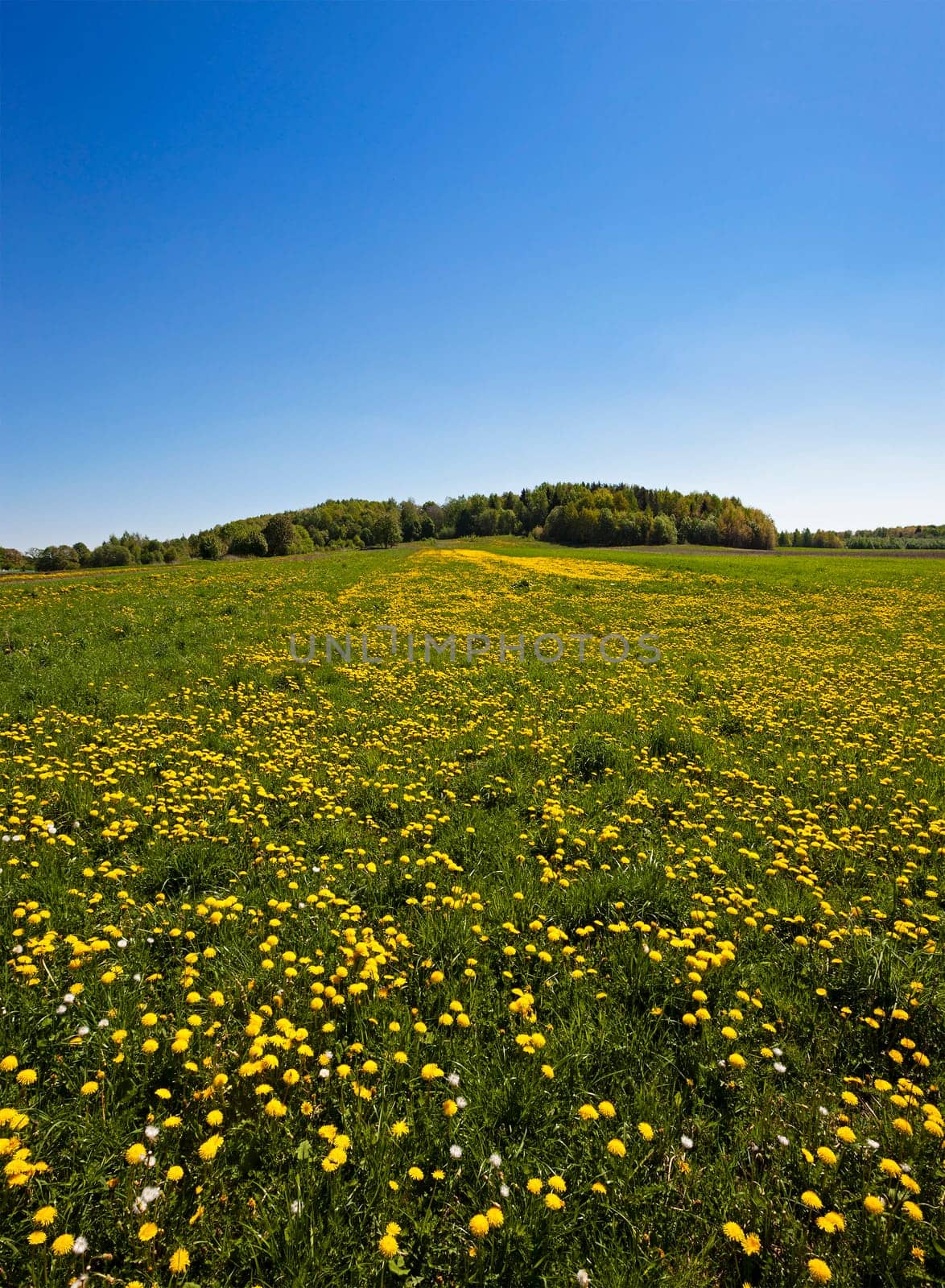 agriculture field where a large number of flowering dandelions. Blue sky.
