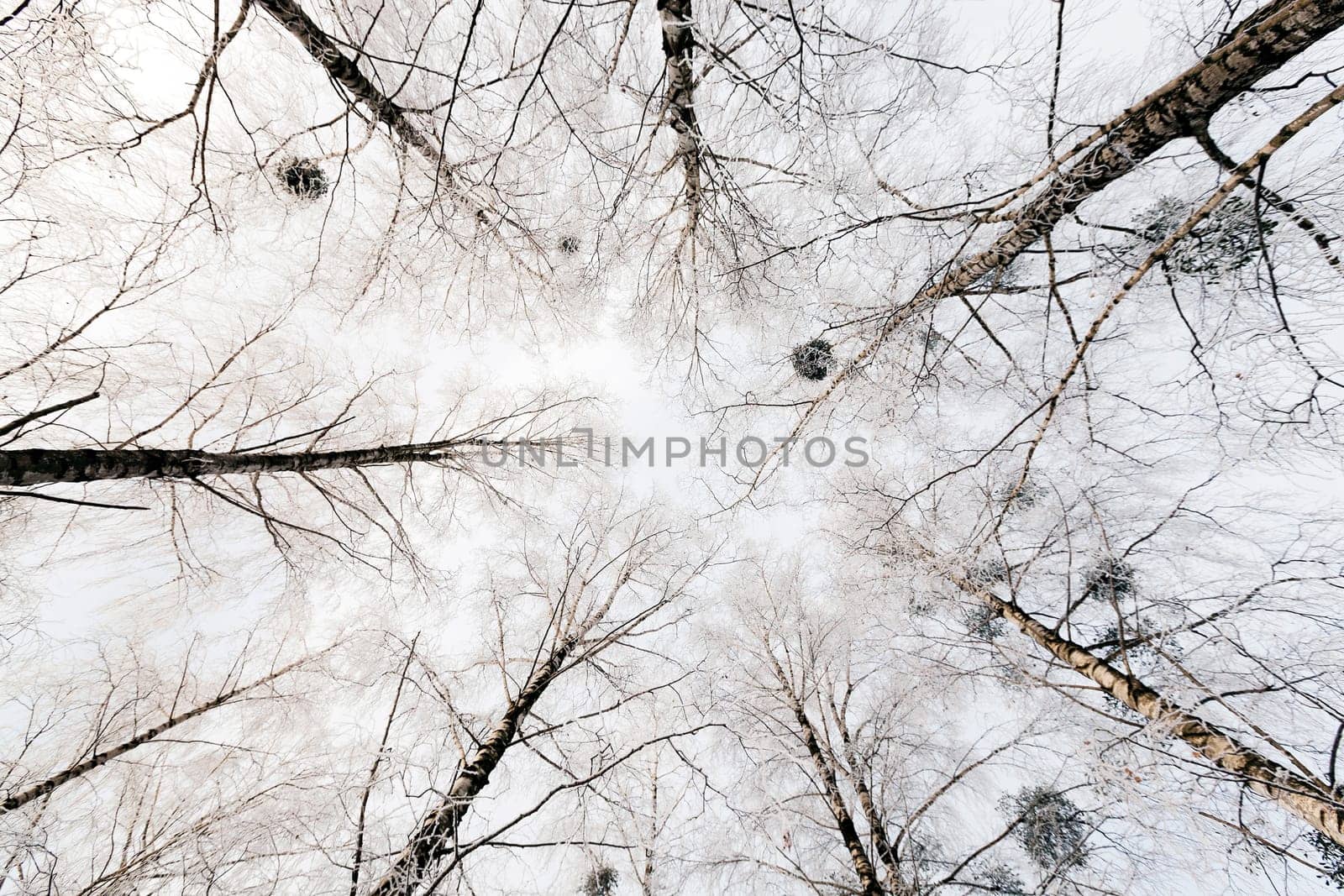 the trees photographed in a winter season.