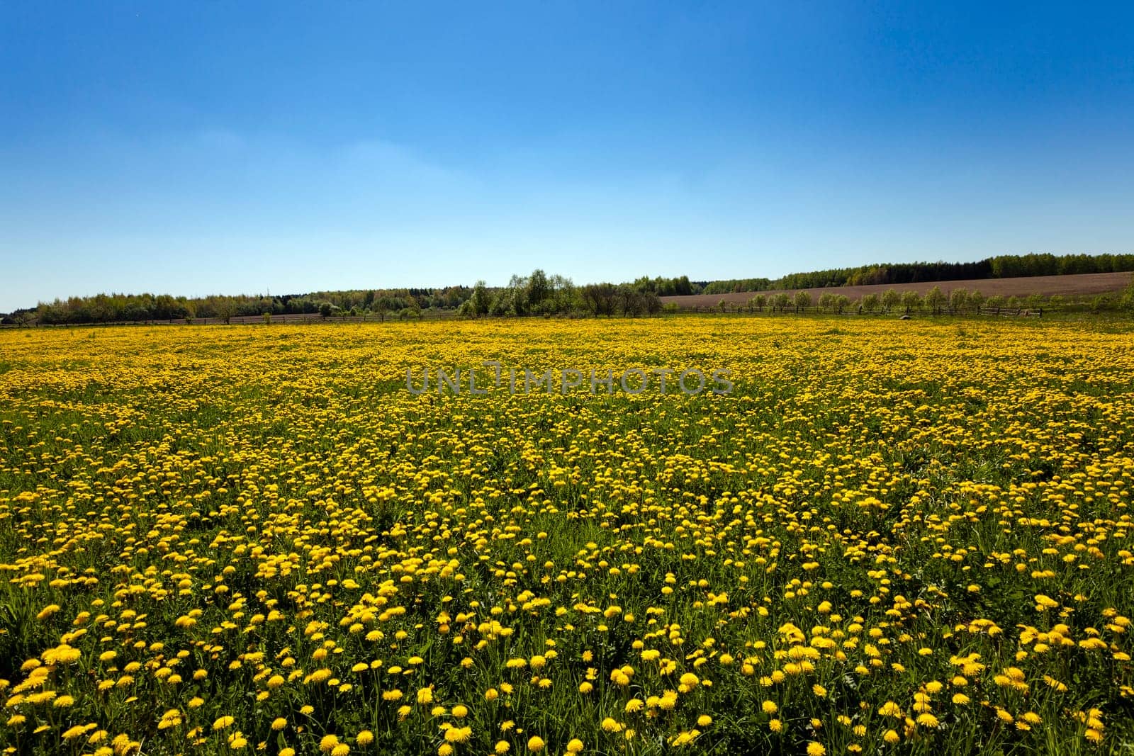 agriculture field where a large number of flowering dandelions. Blue sky.