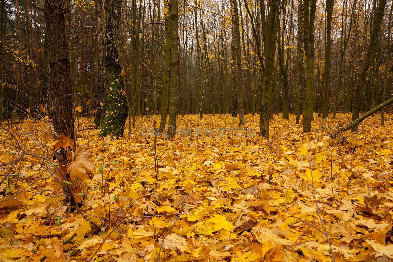 the trees growing in the wood in an autumn season. on the earth the fallen-down yellow foliage lies