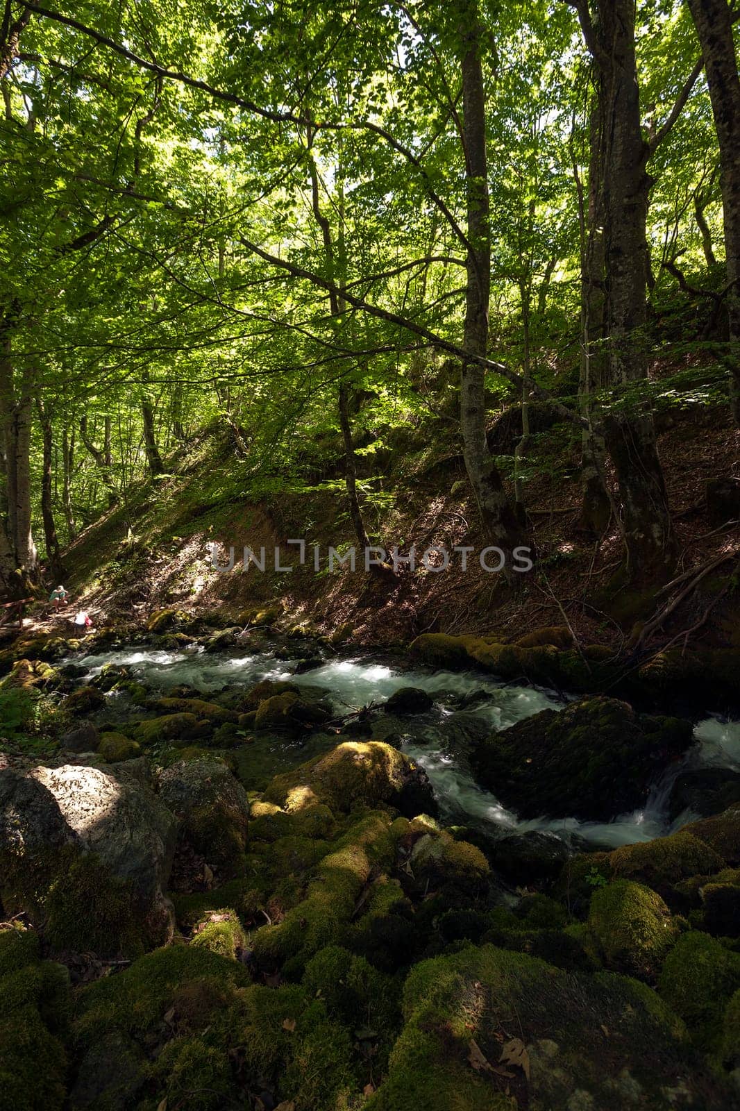 a small mountain river flowing in the forest