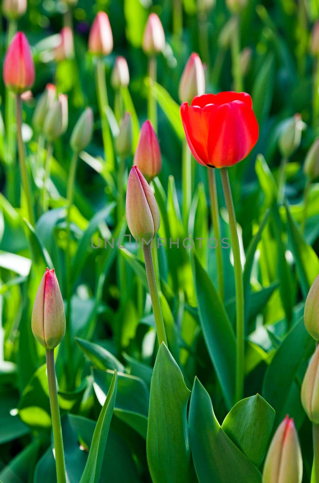 flower bed on which grow red tulips. Close-up.