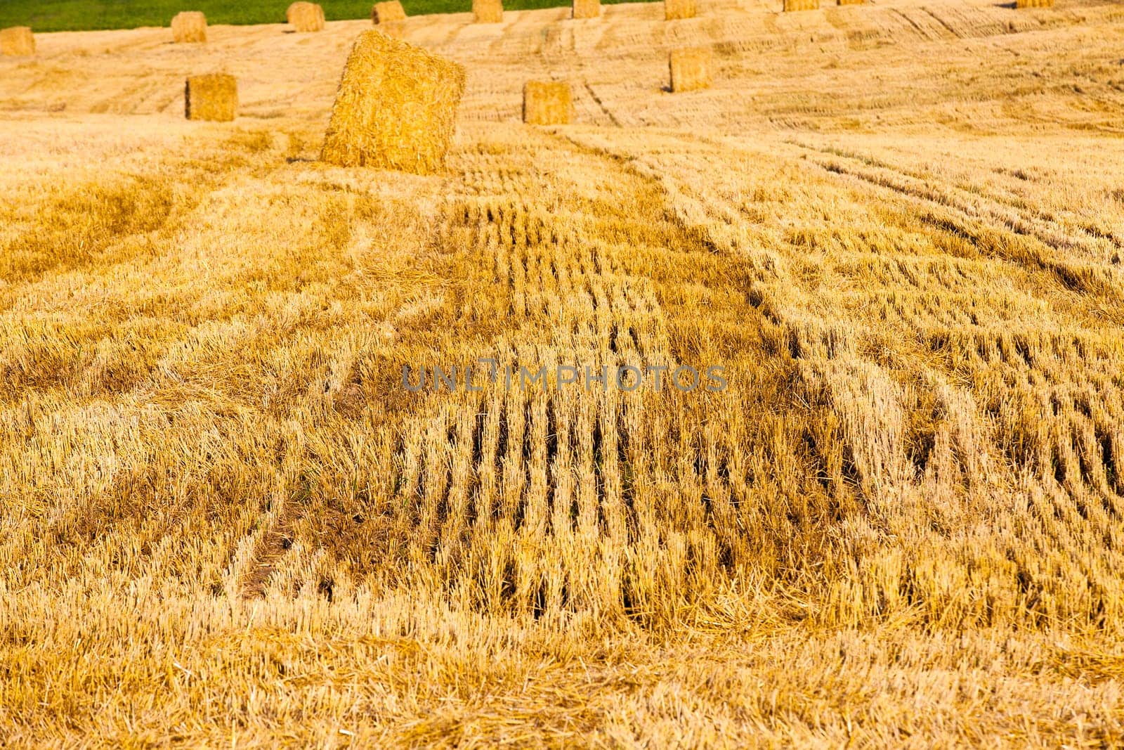 agricultural field on which are a stack after cleaning of cereals