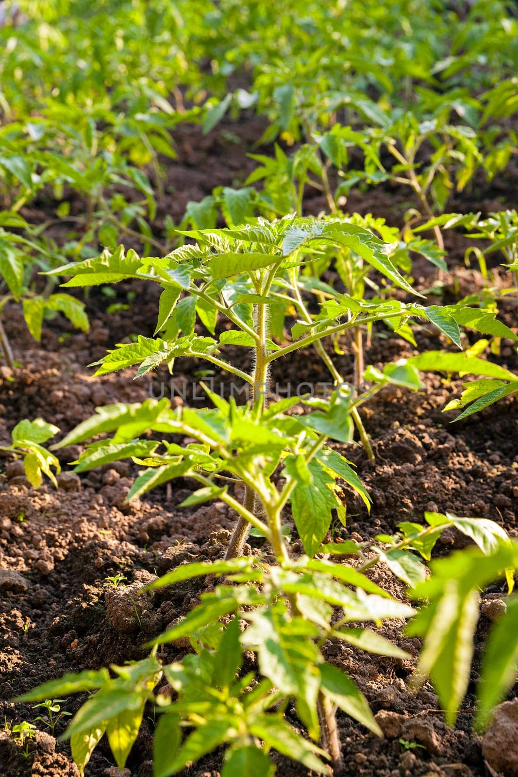 tomato seedlings planted in the ground. Close up.