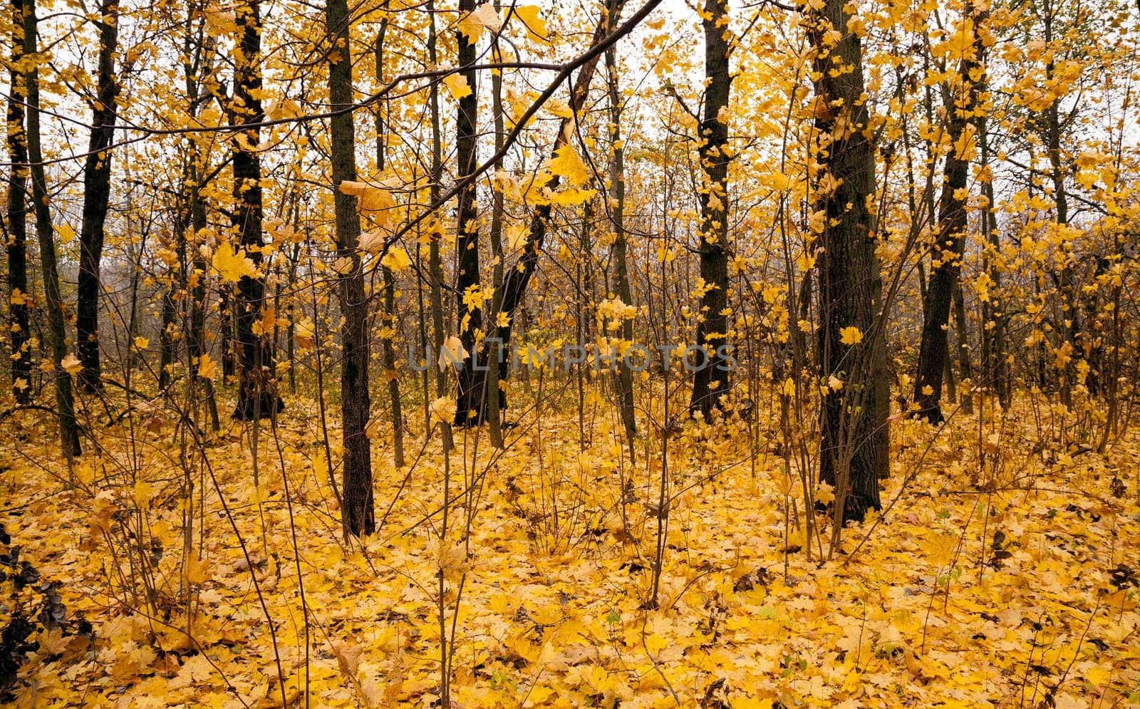 the trees growing in the wood in an autumn season. on the earth the fallen-down yellow foliage lies