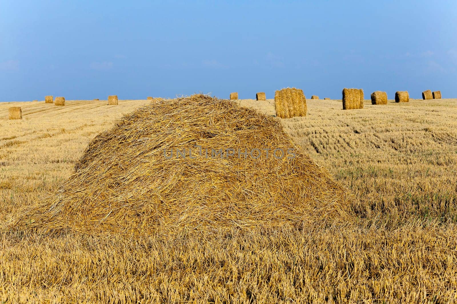 an agricultural field on which lie a straw stack after wheat harvesting
