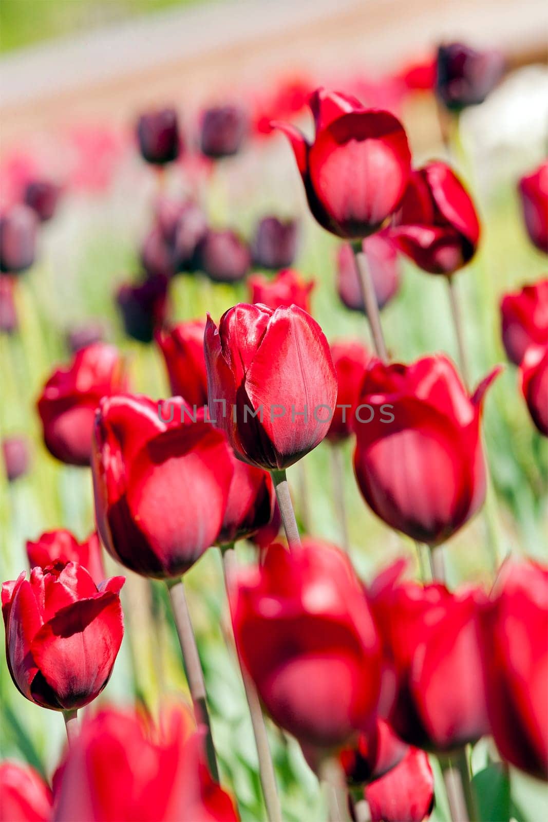 flower bed with red and purple tulips.