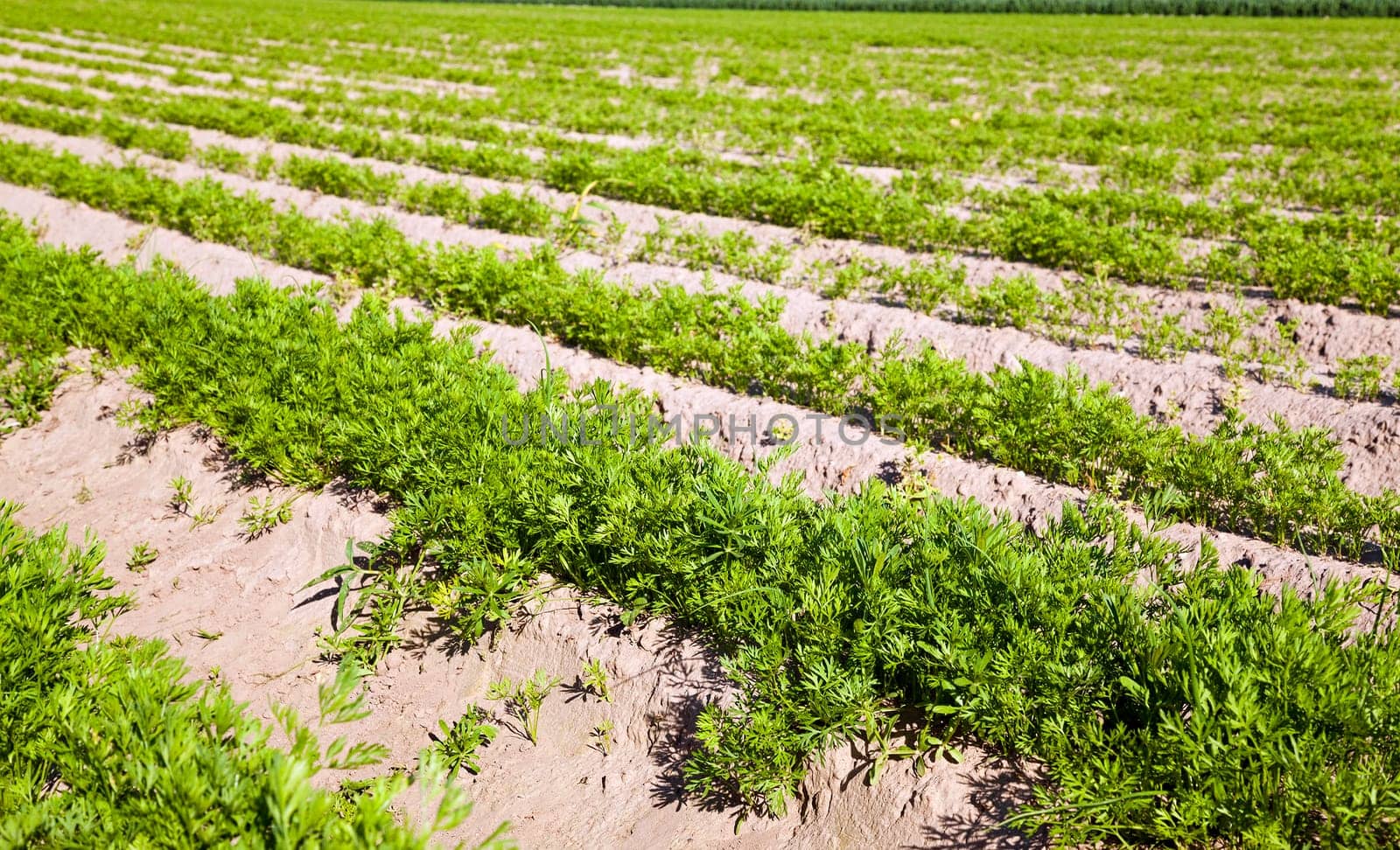 an agricultural field on which grow up carrots