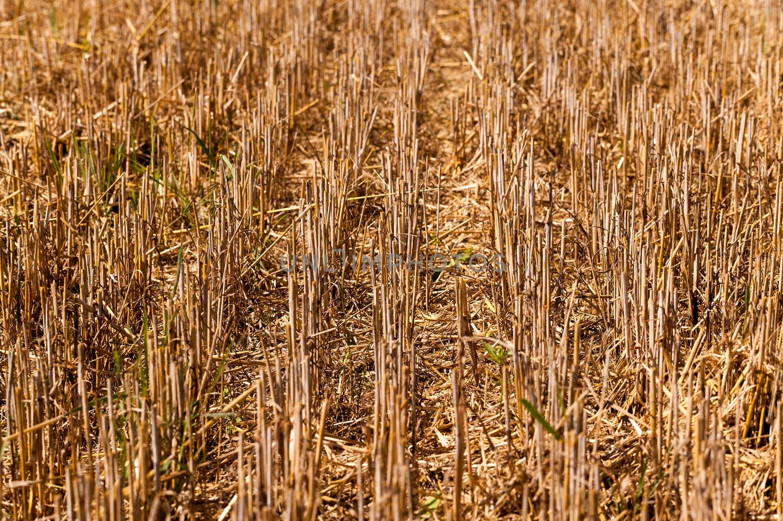 an agricultural field on which reap a crop of cereals. wheat
