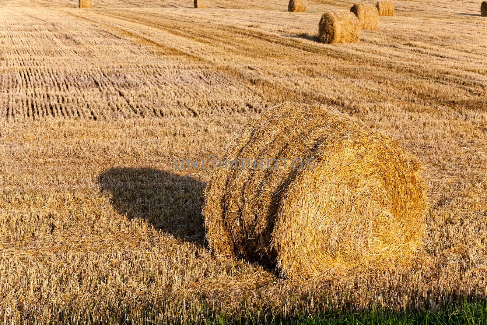 the straw put in a stack after wheat harvesting
