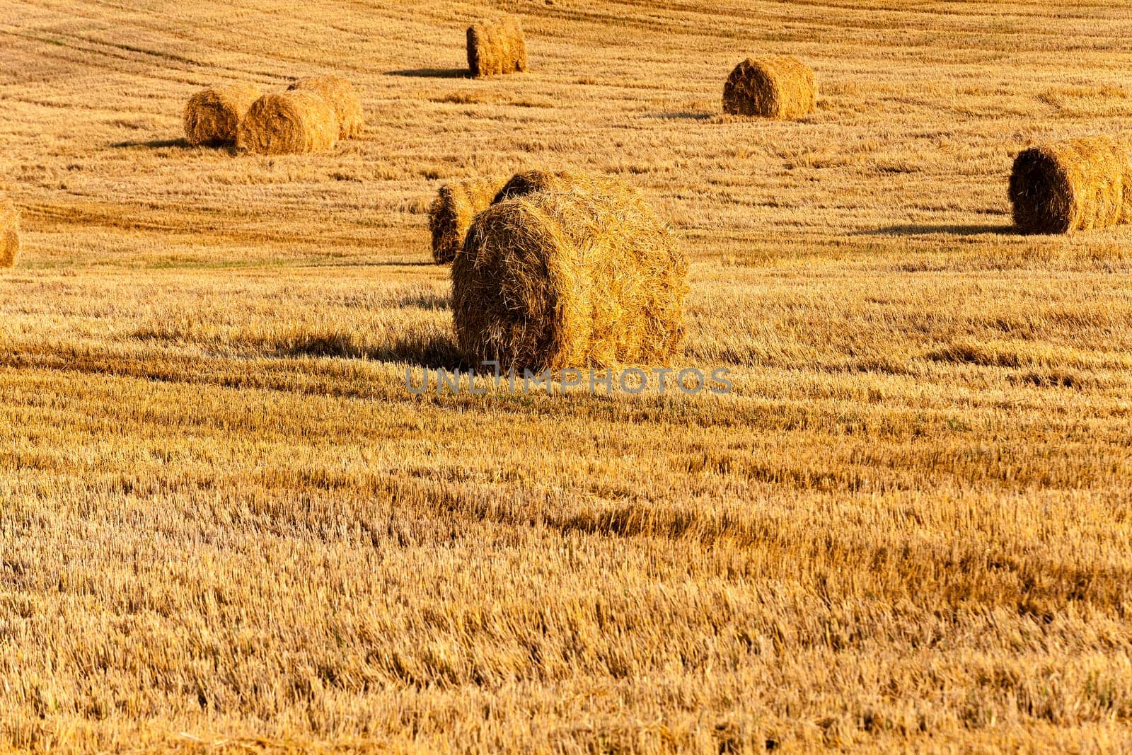 the straw put in a stack after wheat harvesting