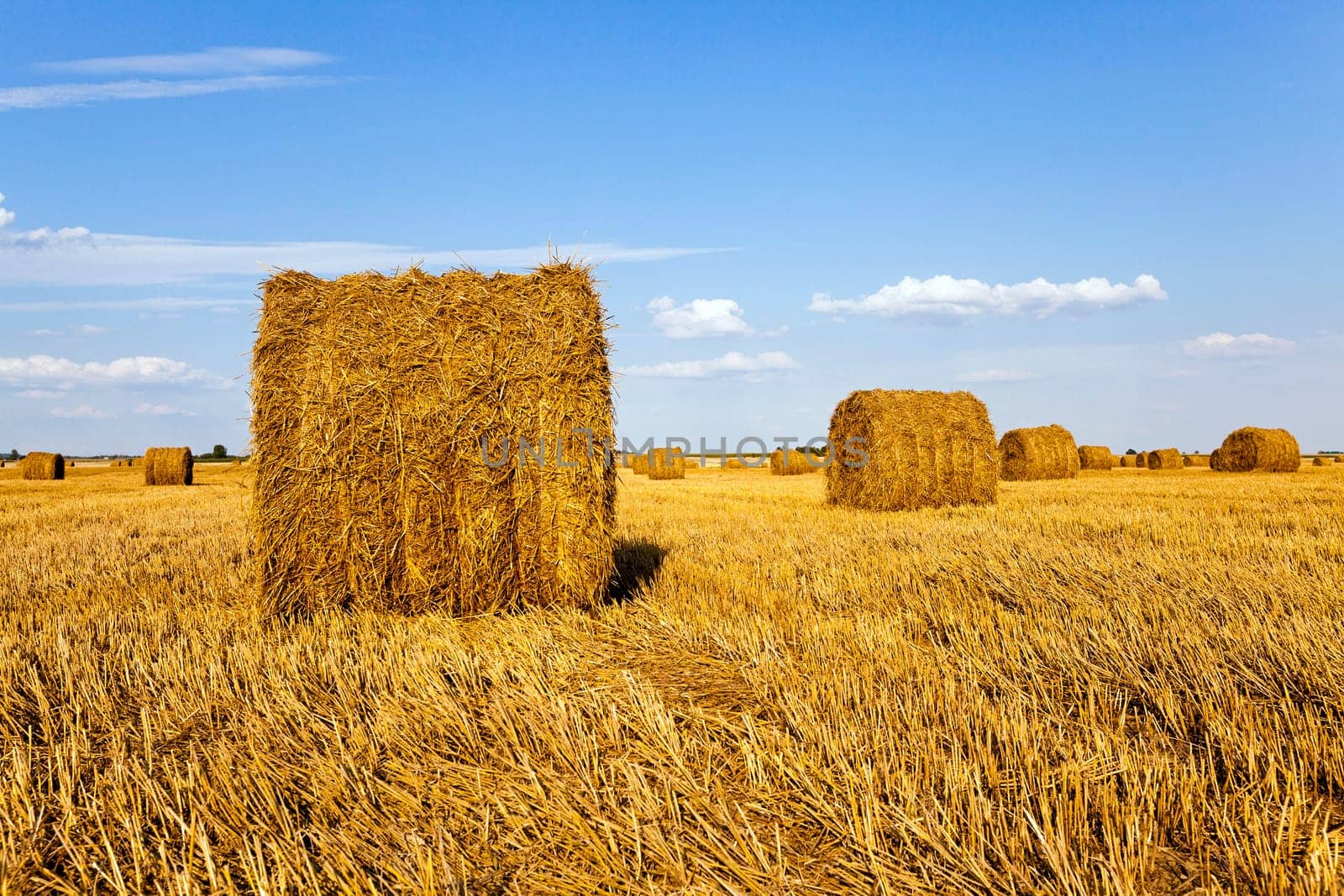 an agricultural field on which grow up also the harvest  wheat