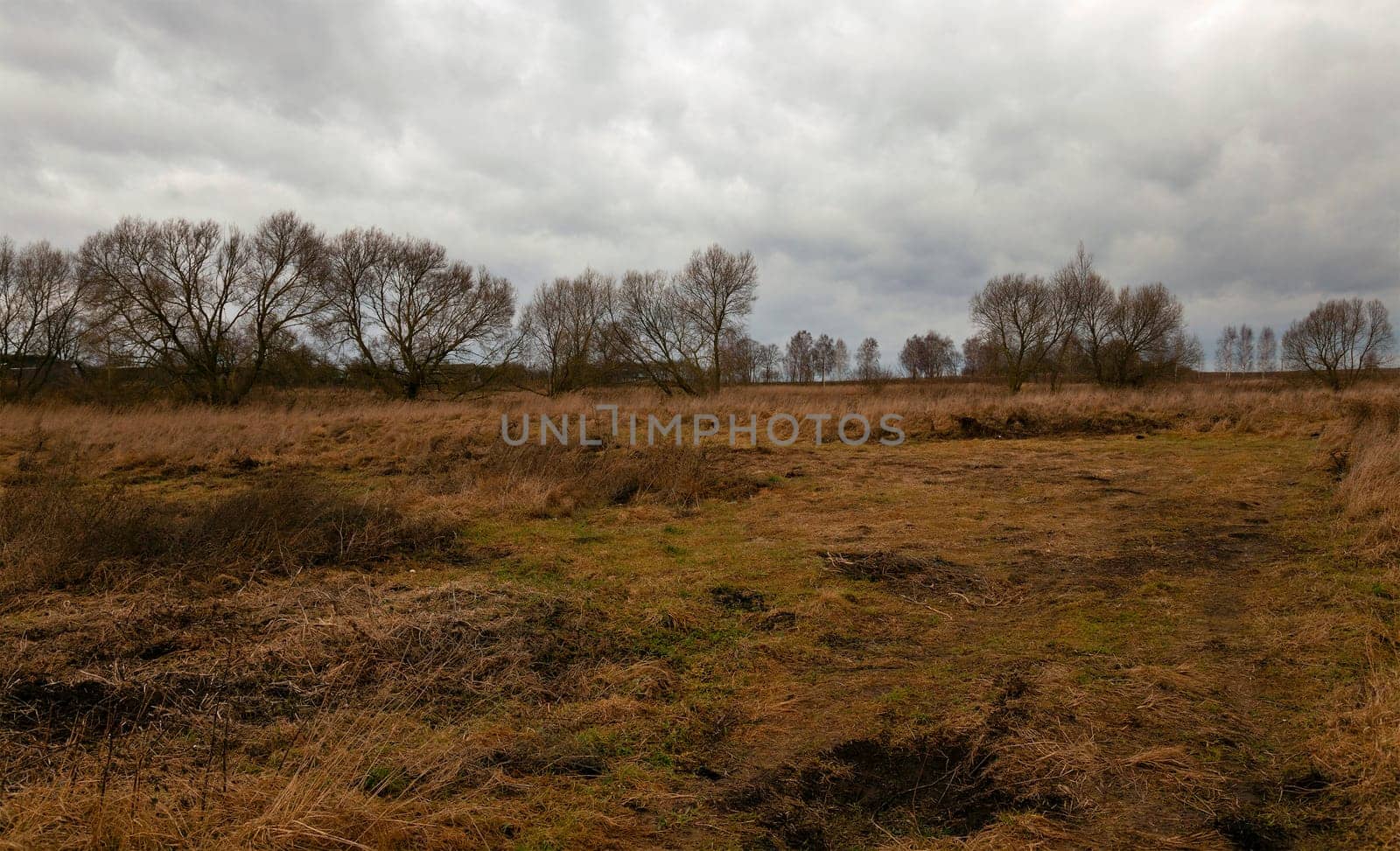 the dried grass in an autumn season. cloudy weather