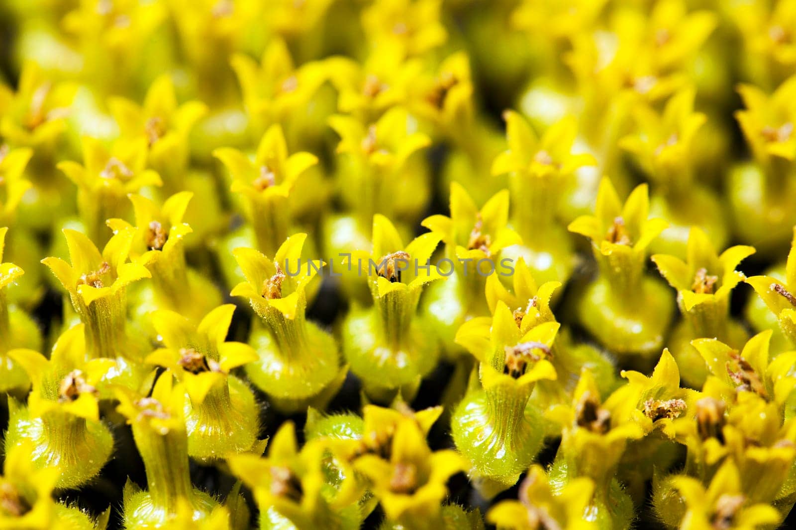 the flower of the ripening sunflower photographed by a close up. small depth of sharpness