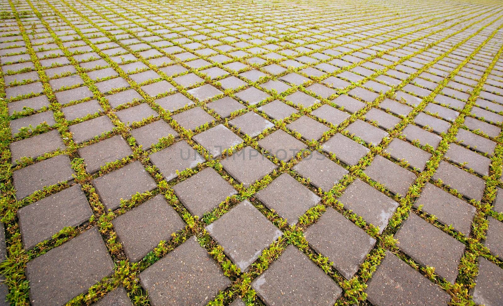 paving slabs between which green grass grows.