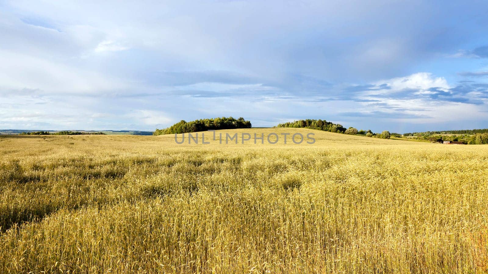 Agricultural field on which grow wheat. Stormy weather.