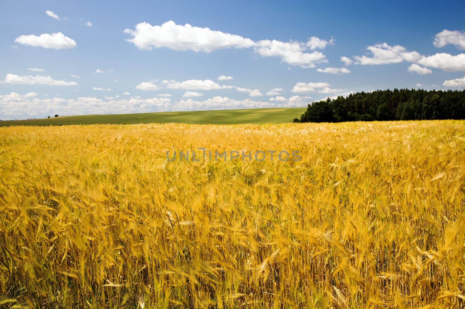 a field on which mature wheat grows.