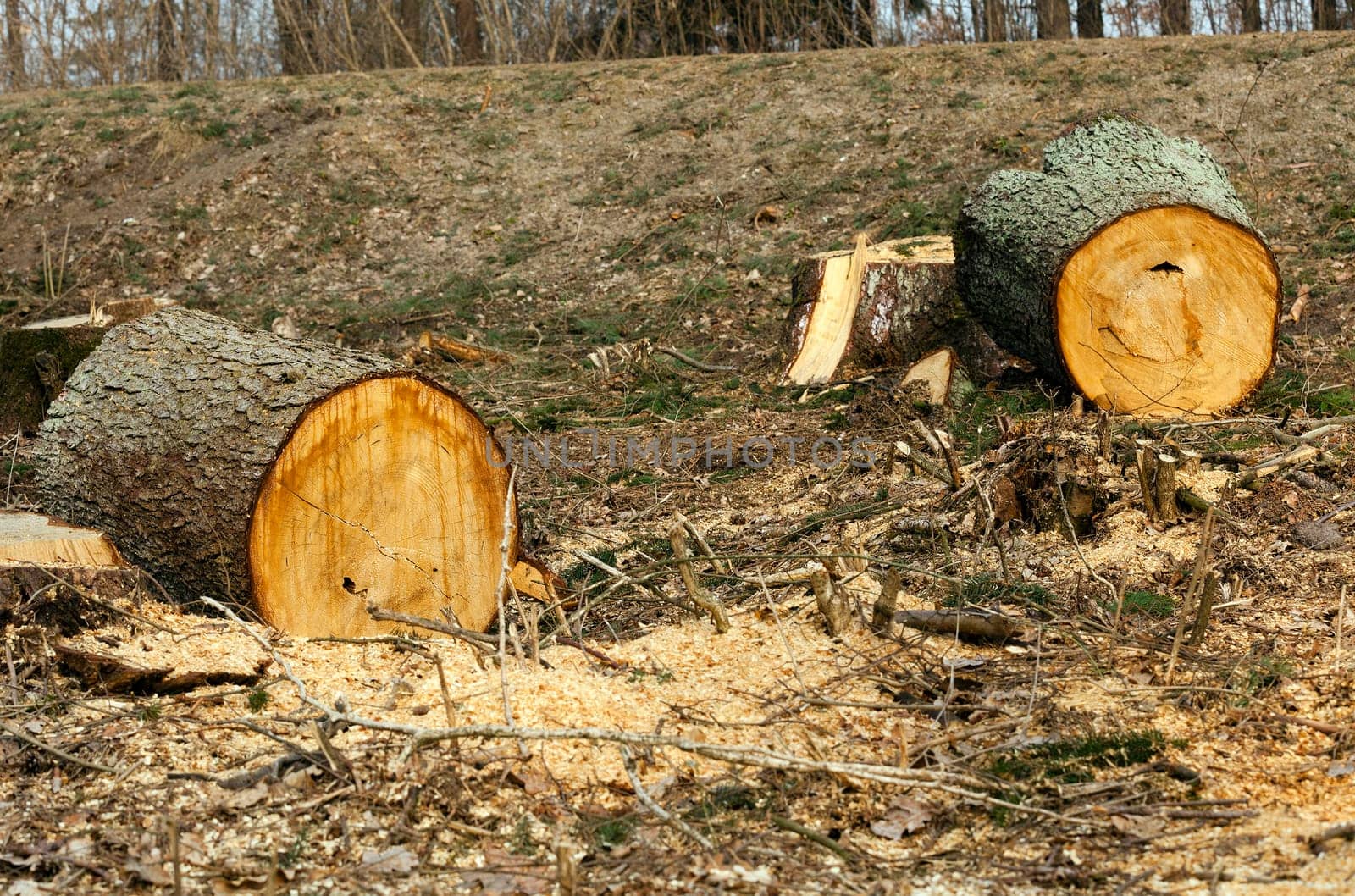 the old cut-down and sawn trees. close up, small depth of sharpness
