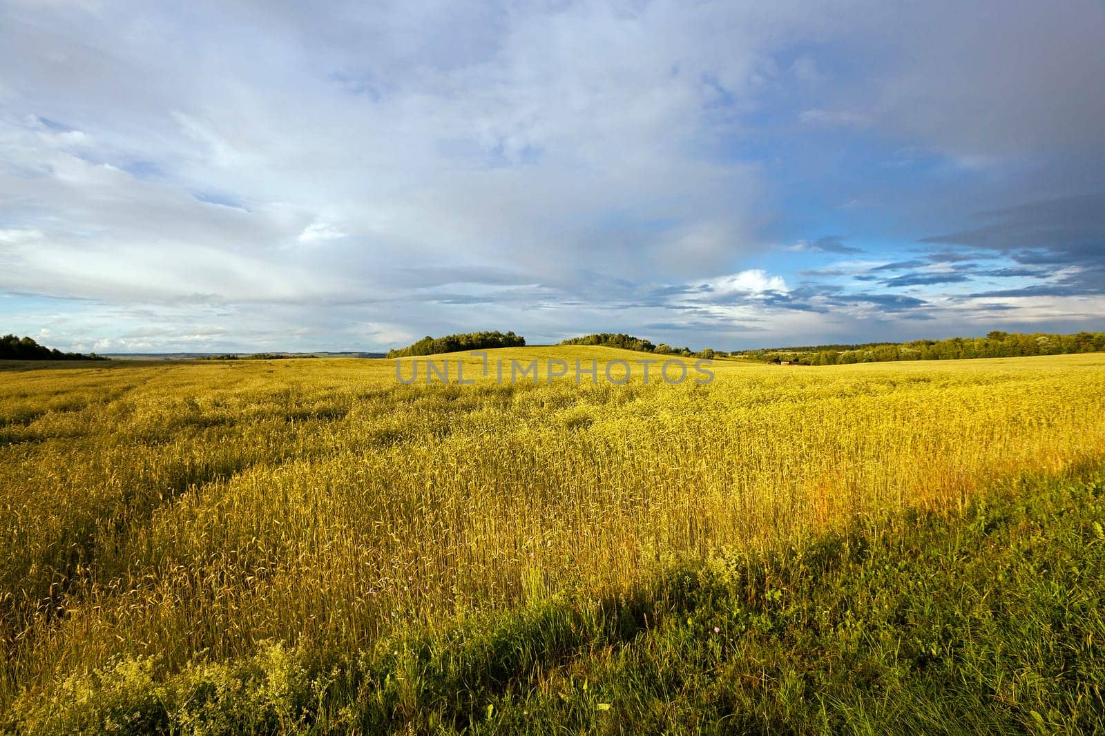 Agricultural field on which grow wheat. Stormy weather.