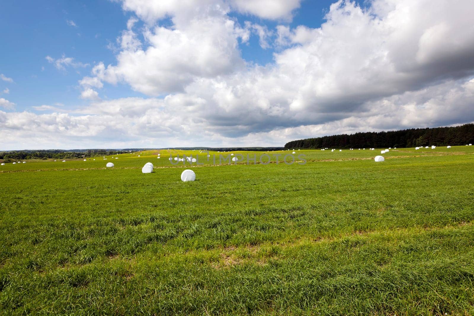 the grass mown and packed into bales intended for feeding of animals in the winter
