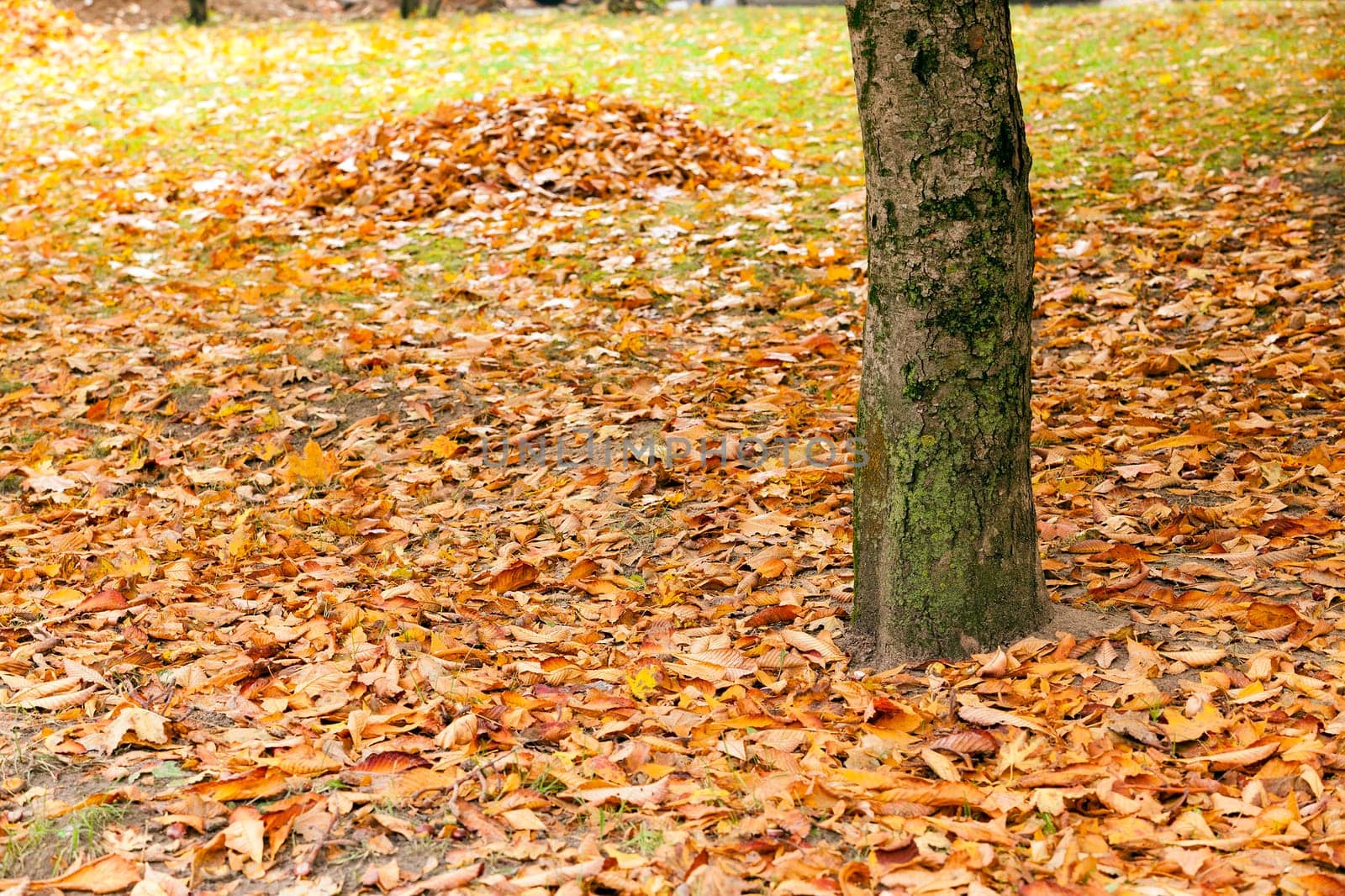 leaves on the trees fell on the ground, huddled together. Autumn. City Park.