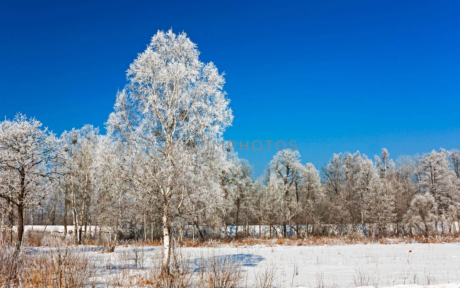 the trees covered with snow, growing in a winter season