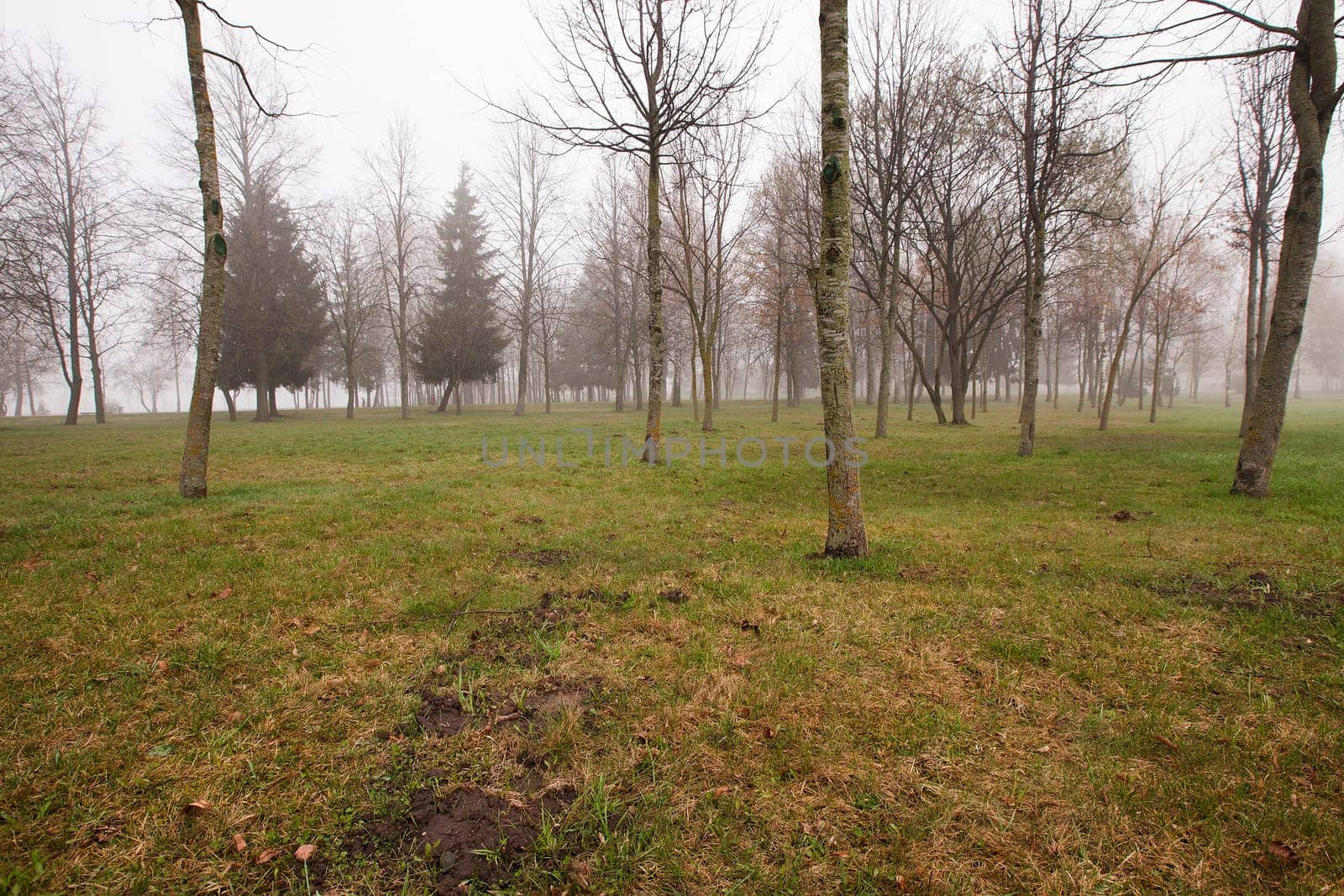 the bare trunks of trees in a city park in autumn.