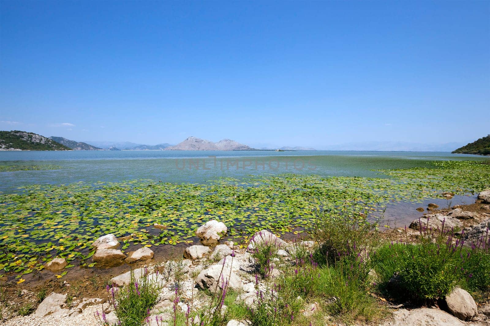 Lake Skadar located in Montenegro in summertime of year
