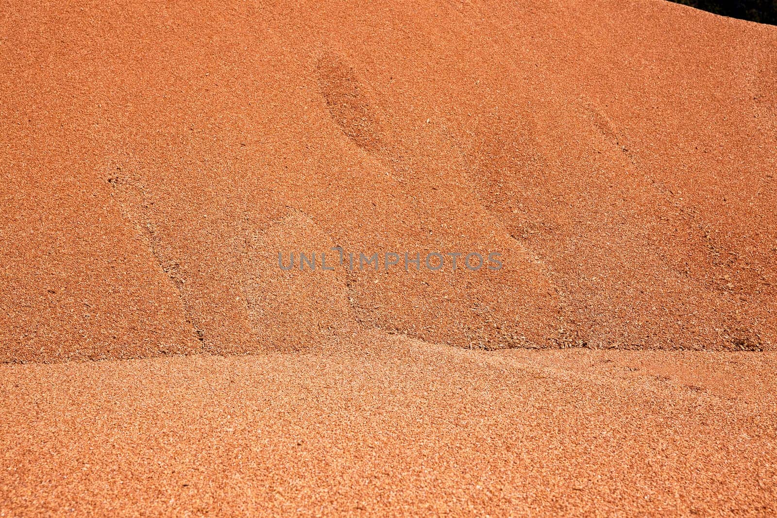 the grains of wheat collected in heaps during harvesting
