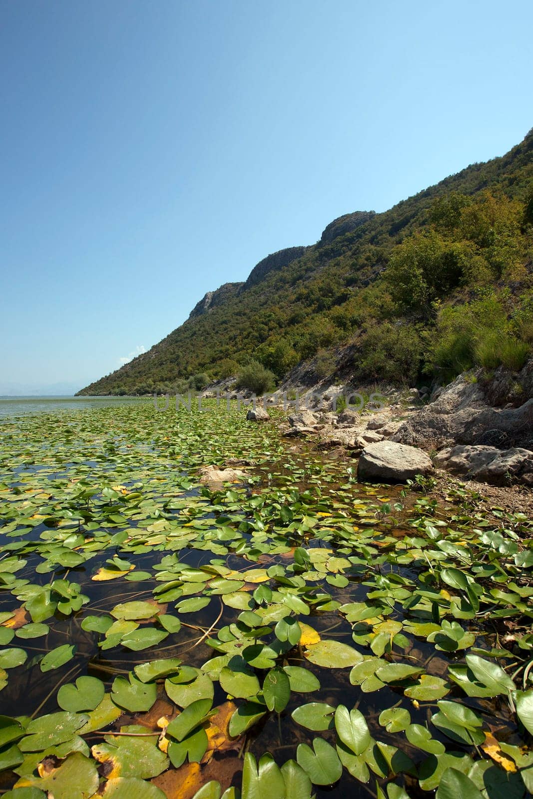 Lake Skadar located in Montenegro in summertime of year