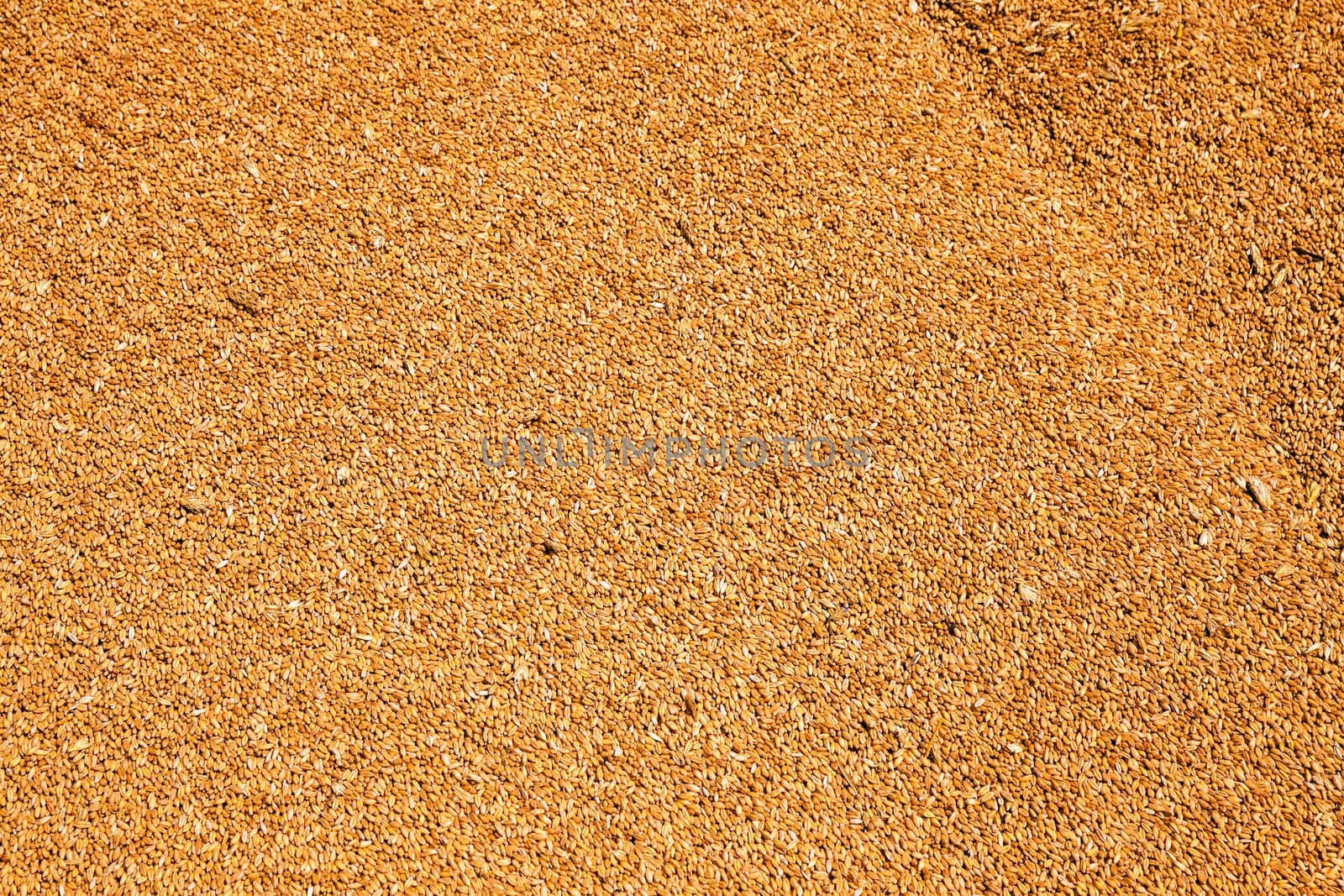the grains of wheat collected in heaps during harvesting