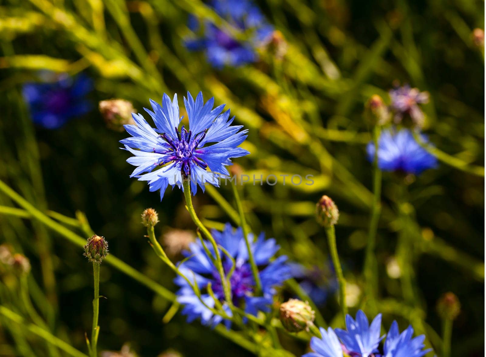 the cornflower of blue color photographed by a close up