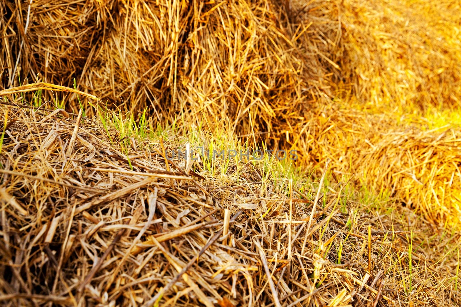 wheat sprouts which sprouted on the stacks of straw put after cleaning of a crop