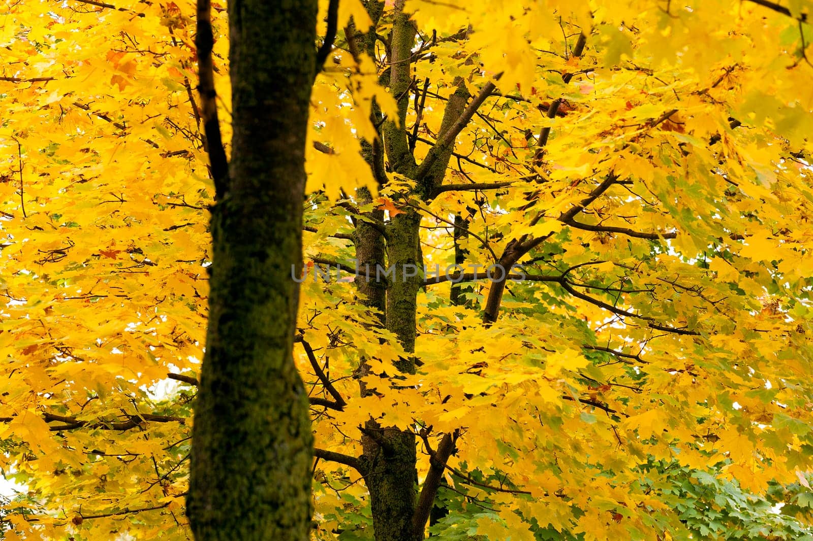 yellow maple leaves on a tree trunk. Autumn